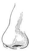 Stock Illustration Of External Nose