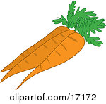Three Perfect Orange Carrots With Leaves Clipart Illustration