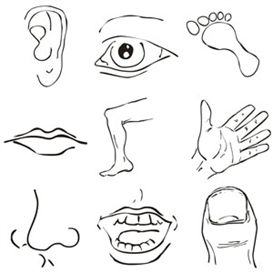 Body Images Clip Art   Body Parts Clipart   Other Files   Clip Art    