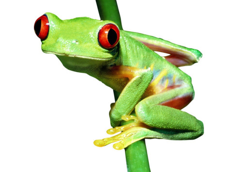 Funny Tree Frog Pictures Free Cliparts That You Can Download To You    