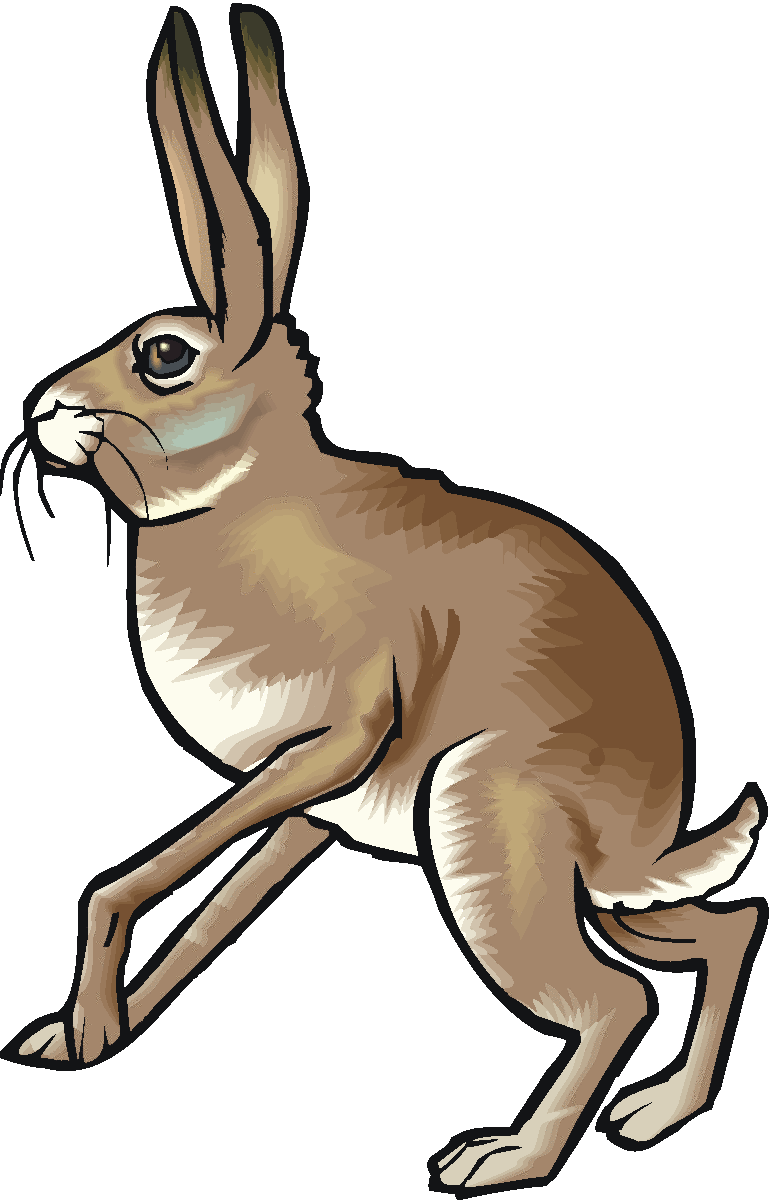 Hare Clip Art Free   Clipart Panda   Free Clipart Images