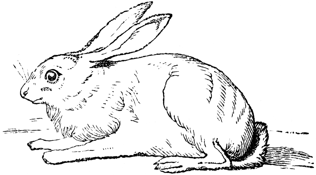 Hare   Clipart Etc