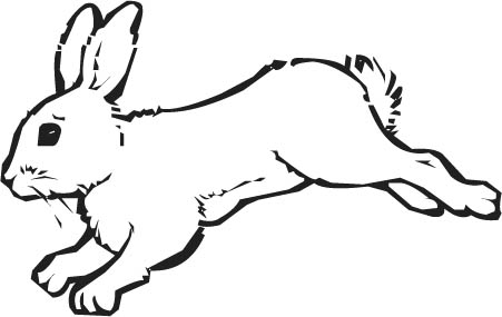 Hare Clipart Snowshoe Hare Drawing Lesson