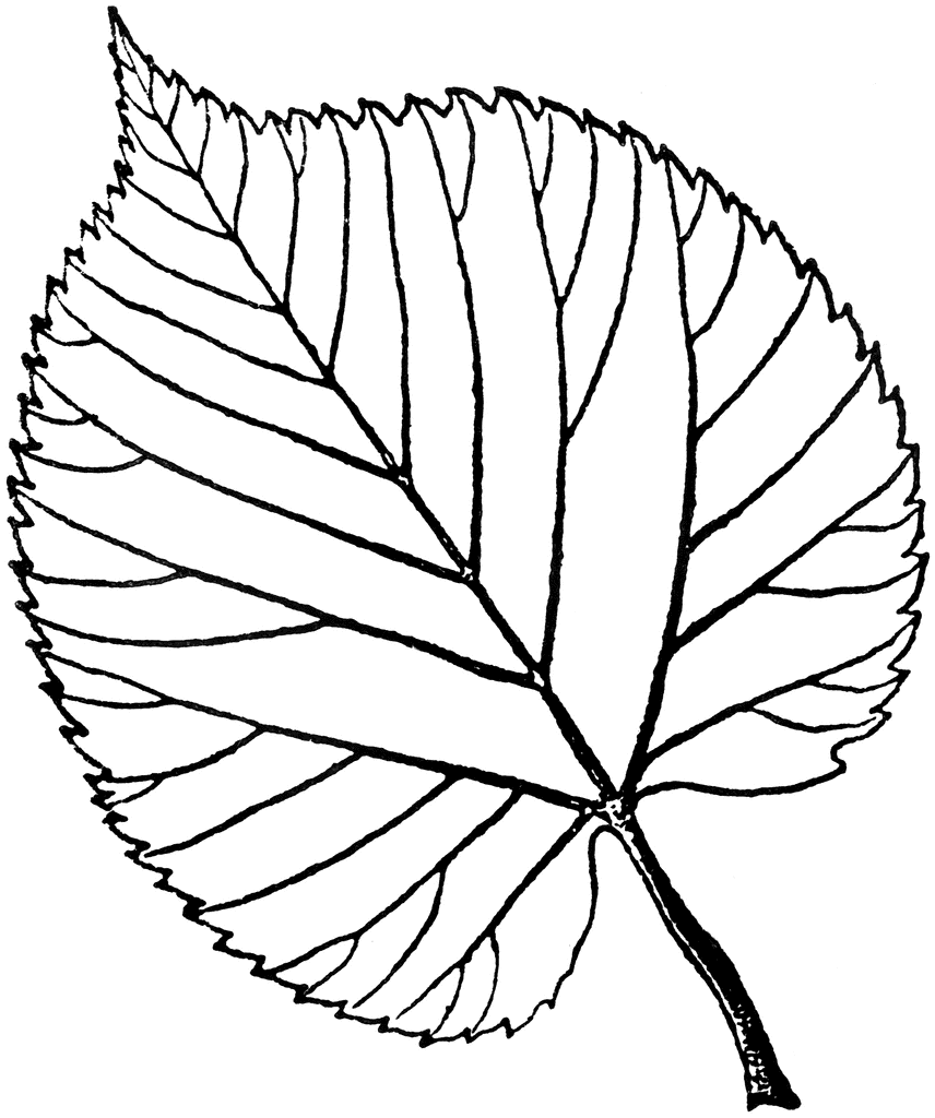 Lime Tree Clip Art American Linden Tree Basswood