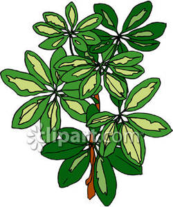 Lime Tree   Royalty Free Clipart Picture