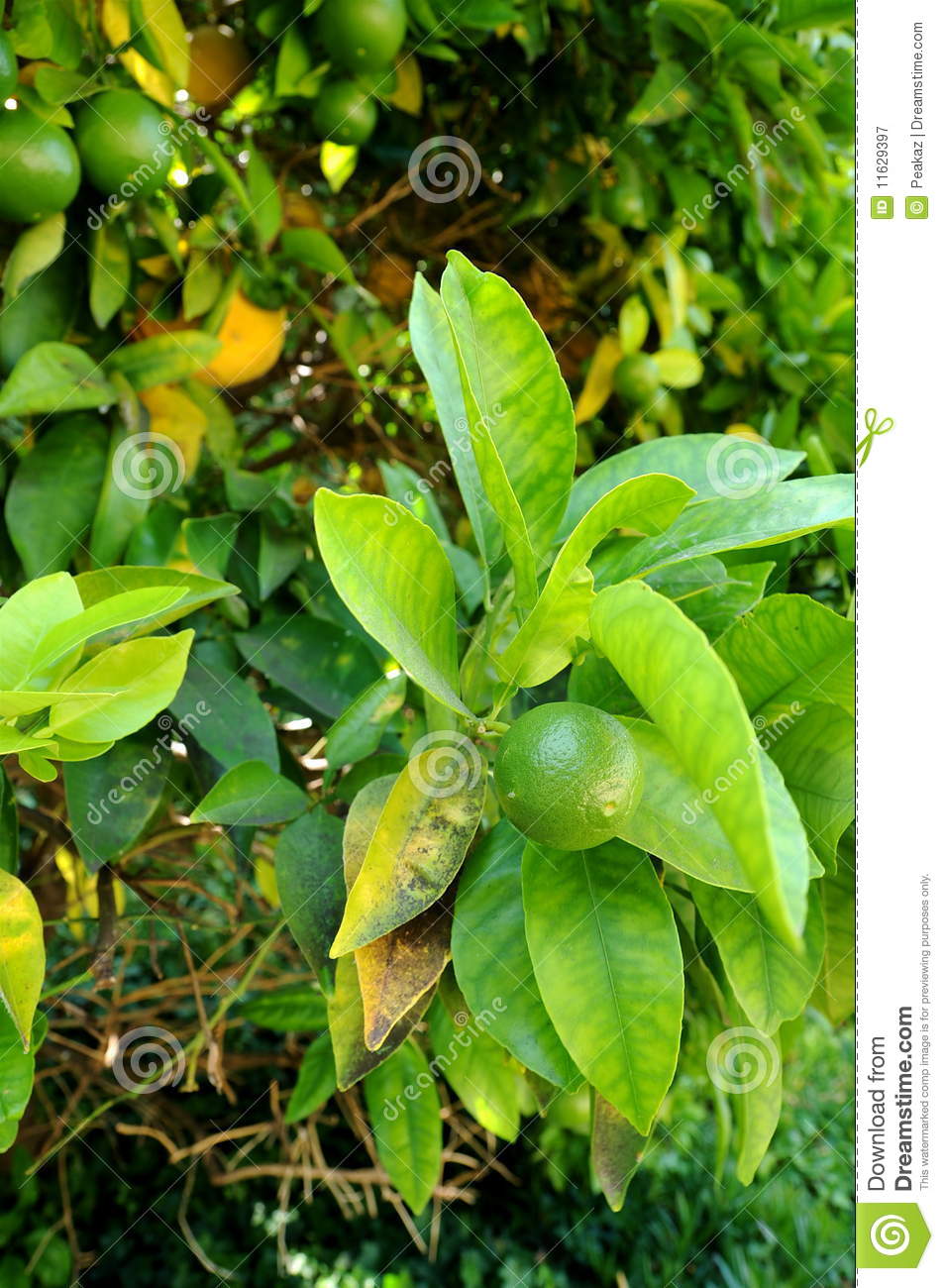 Lime Tree Royalty Free Stock Photography   Image  11629397
