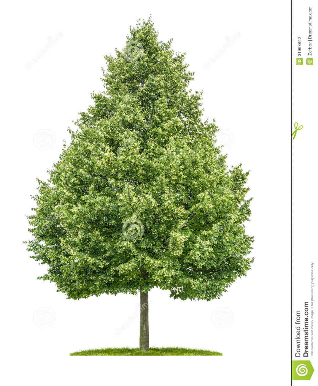Lime Tree Stock Photography   Image  31968842