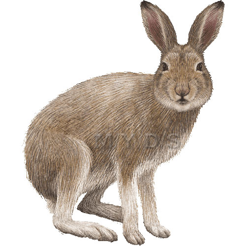 Mountain Hare Blue Hare Tundra Hare Clipart Graphics  Free Clip Art