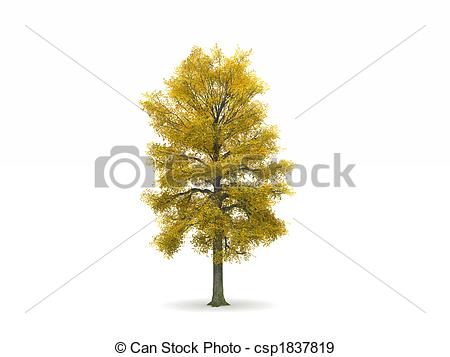 Stock Illustration Of Lime Or Linden Tree With Autumn Leaves   Digital