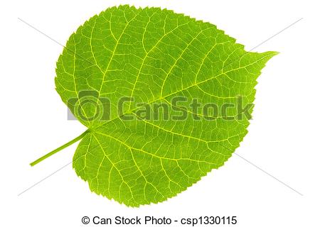 Stock Images Of Lime Tree Leaf   Detail Of A Leaf Blade Of A Lime Tree