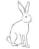 Tracing Of A Hare   Stock Illustration