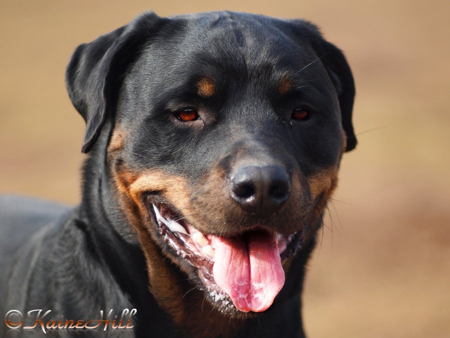 Vicious Rottweiler Aka  Gentle Giant By  Kainehillphotography On