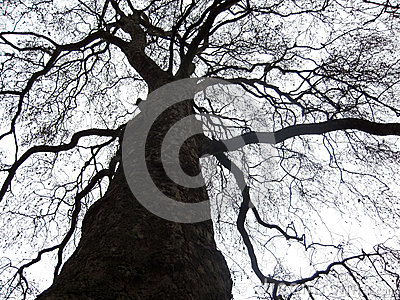 Black Treetop Viewed From Bottom Over A White Sky Background 
