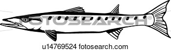 Clipart   Barracuda   Fotosearch   Search Clip Art Illustration