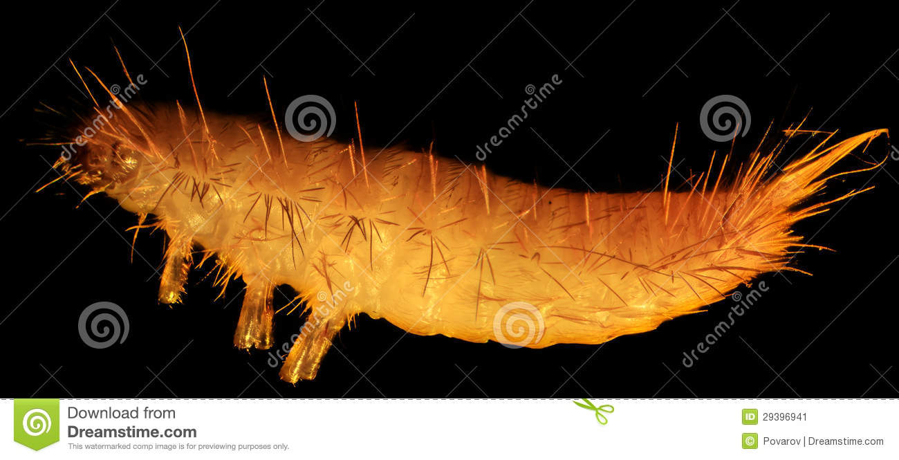 Grain Moth Caterpillar Under The Microscope Stock Image   Image