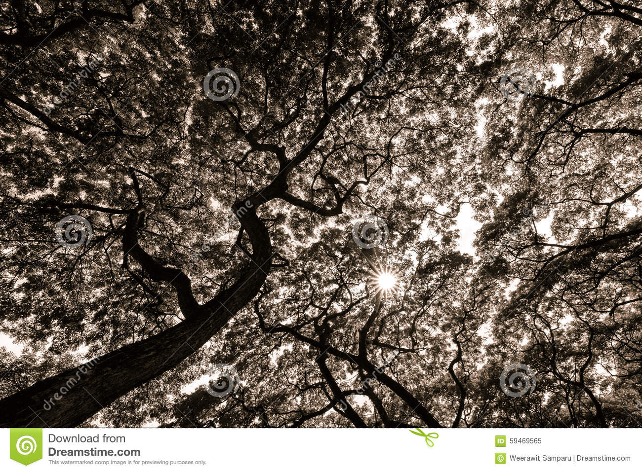 Look Up Into The Treetop Vintage Black And White Stock Photo   Image    