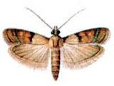 Meal Moth Plodia Interpunctella Alternatively Spelled Indianmeal Moth
