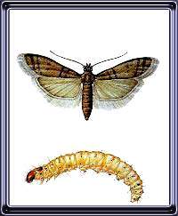     Other Stored Product Insects Check Out Indian Meal Moth And Mill Moth