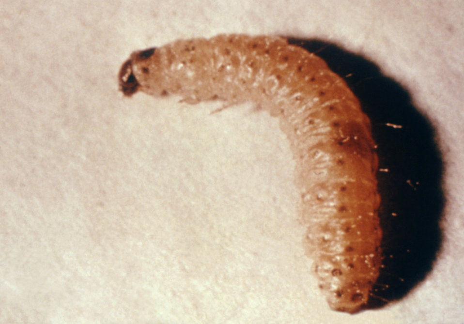 Public Domain Picture   This  Flour Moth  Larva  Family Pyralidae  Was    