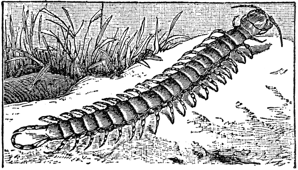 Centipede   Clipart Etc