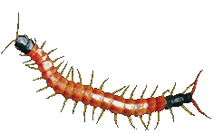 Centipede Clipart With Transparent Background