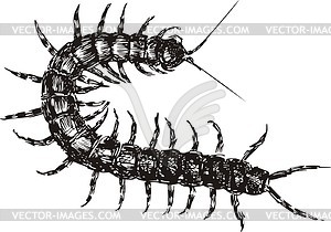 Centipede   Vector Image