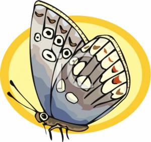 Clip Art Moth