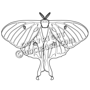 Clip Art  Moth  Luna  Coloring Page    Preview 1