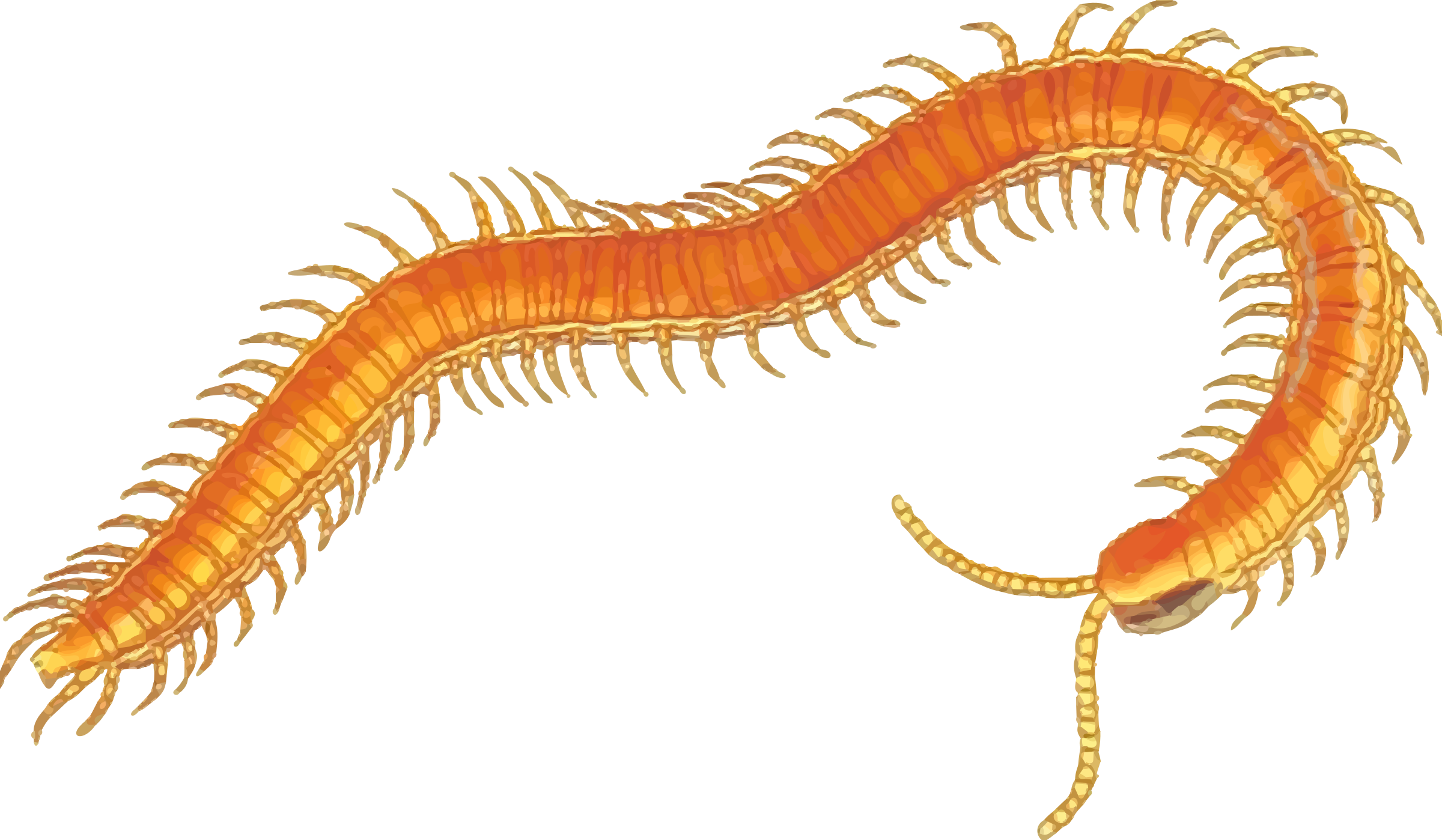 Clipart   Centipede