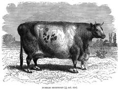 Durham Shorthorn Cattle   Curious Clipart   Vintage Clip Art More