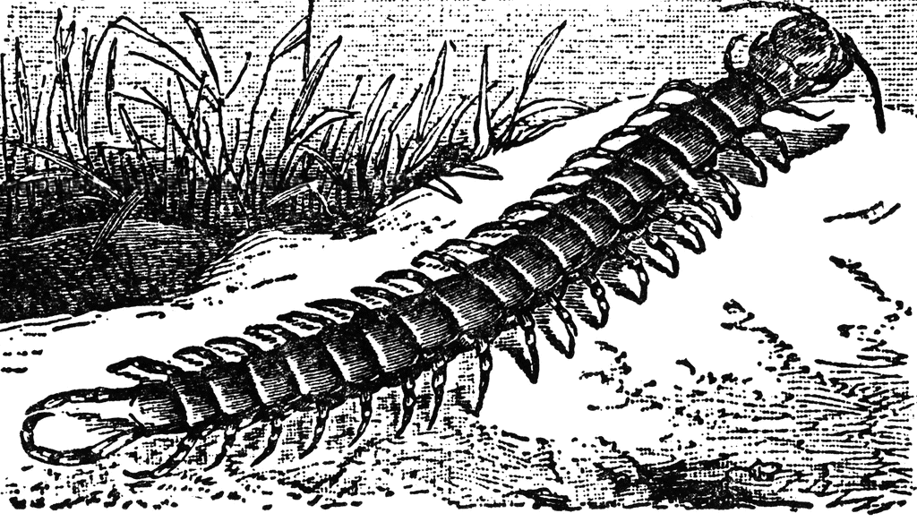 Giant Centipede   Clipart Etc