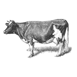 Holstein Friesian Cow Clothilde  13081  Dutch Belted Bull Edward