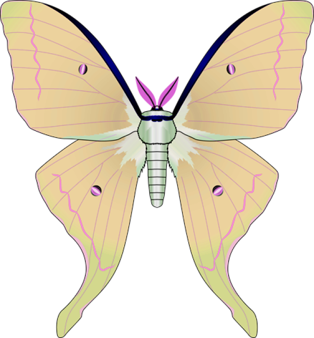 Luna Moth  2
