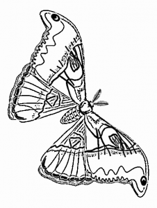 Luna Moth Clipart
