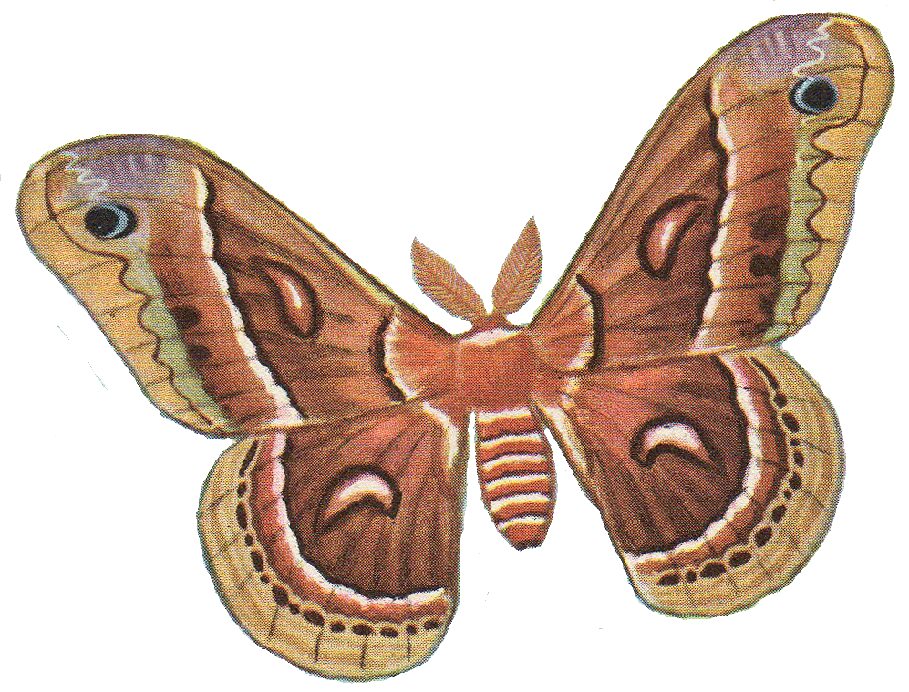 Moth Clip Art Free Moth Png Image Three Ways