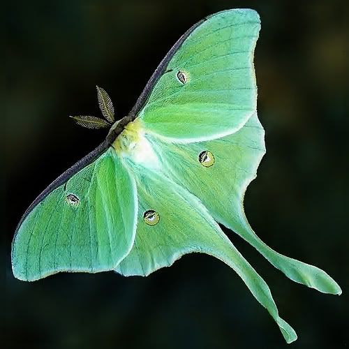 Moth Relationships Acute Sense Of Smell Moths Are Messengers When