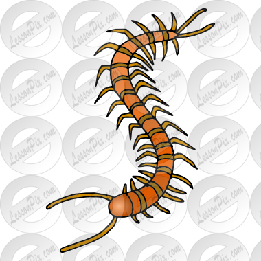 Picture For Classroom   Therapy Use   Great Centipede Clipart
