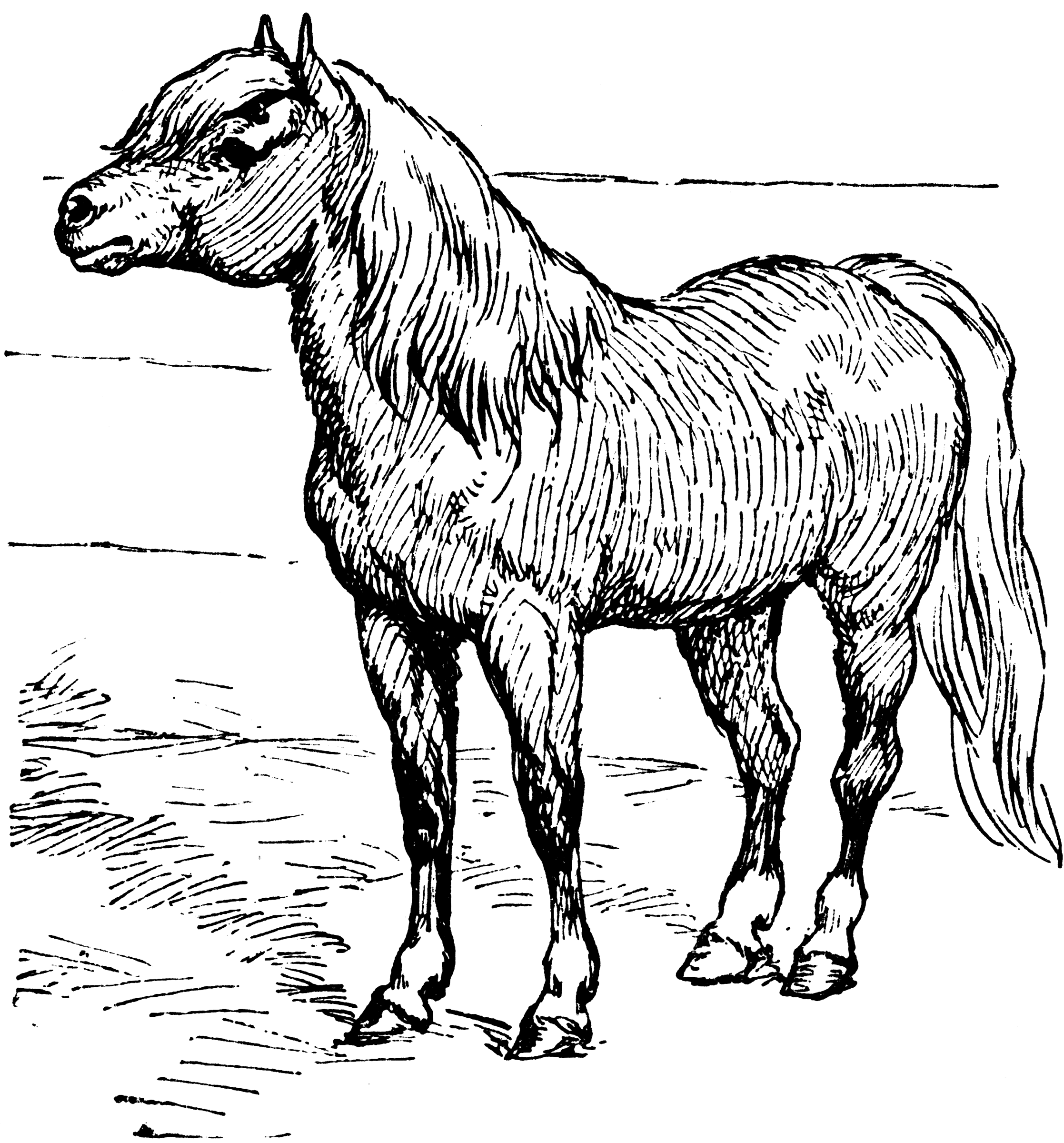 Shetland Pony   Clipart Etc