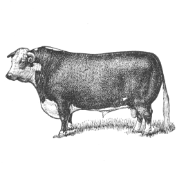 Shorthorn Cattle Clipart