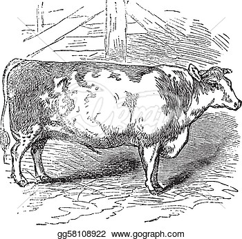 Shorthorn Cattle Clipart Images   Pictures   Becuo