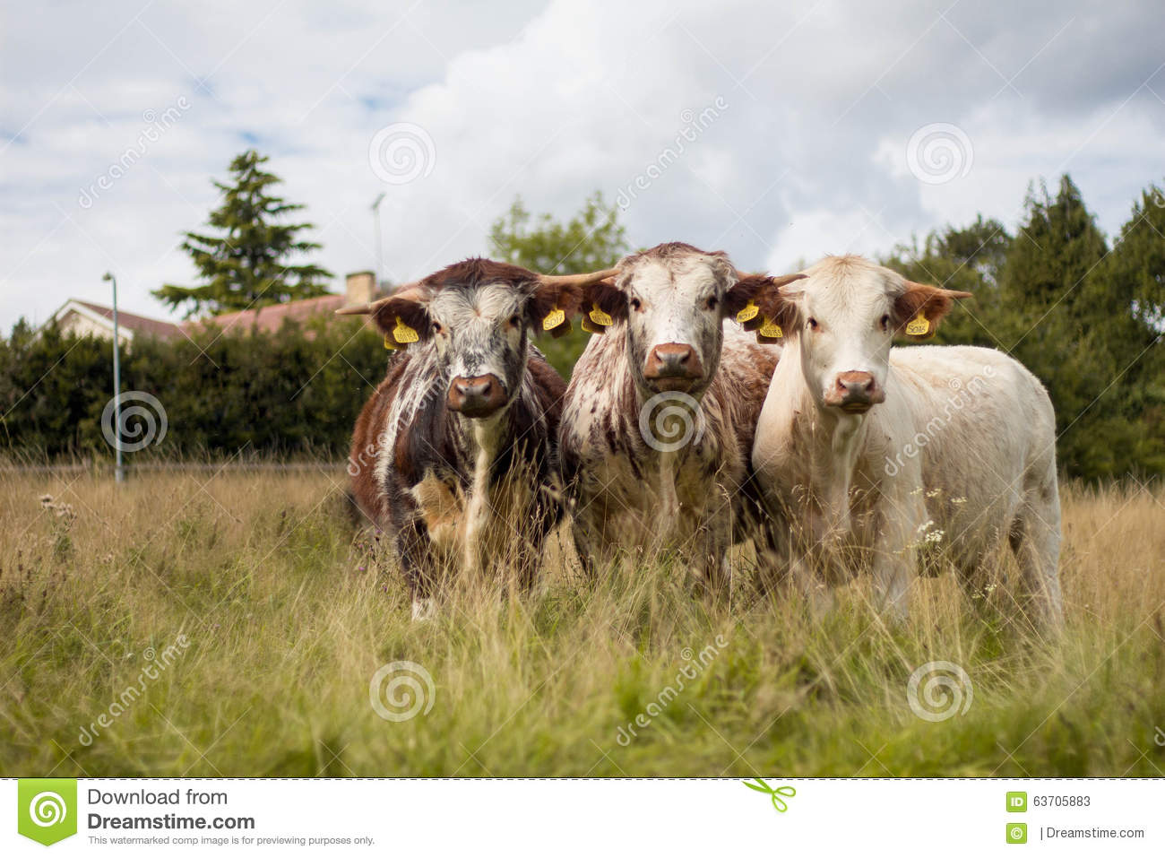 Shorthorn Cows Staring At Me In A Group Of 3 