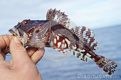 Shorthorn Sculpin Fish Royalty Free Stock Images   Image  25781549