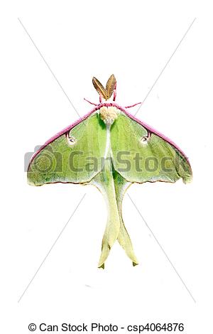 Stock Image Of Luna Moth   A Lime Green Nearctic Saturniid Moth Also    