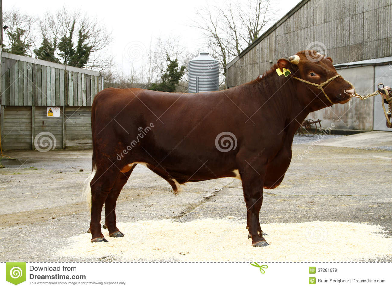     The Dairy Shorthorn Is A Critically Endangered Breed In Agriculture