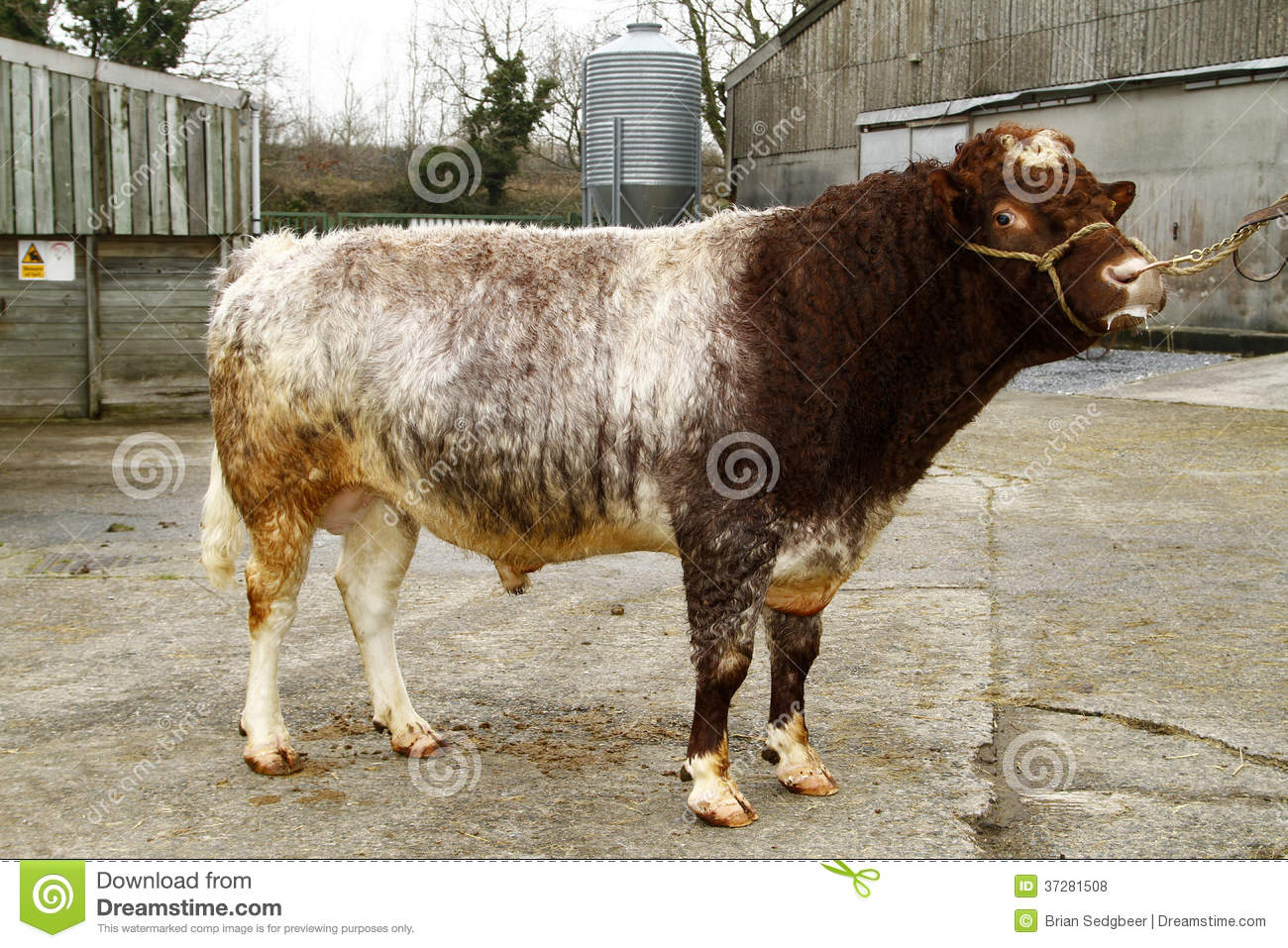 The Northern Dairy Shorthorn Is Making A Come Back On Farms 