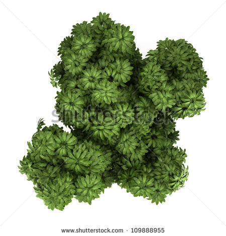 Top View Of Umbrella Tree Isolated On White Background Stock Photo    