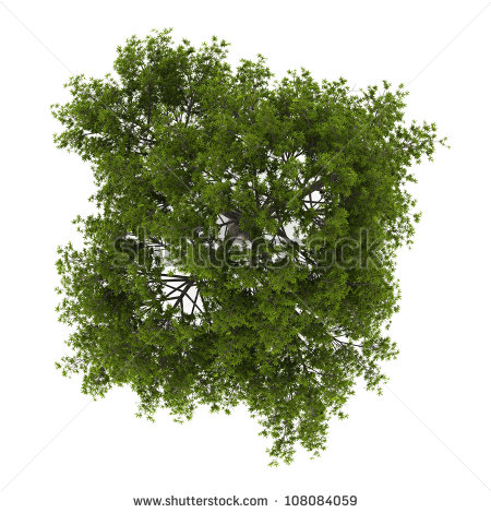 Tree Top View Stock Photos Images   Pictures   Shutterstock