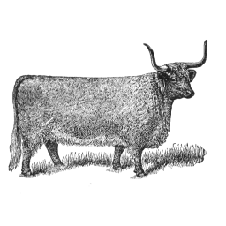 West Highland Cow Maid Of Castle Grant Polled Durham Cow Abbess  45    