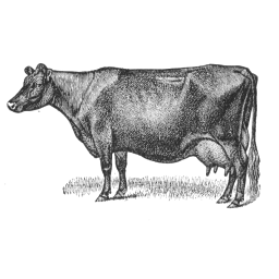 West Highland Cow Maid Of Castle Grant Polled Durham Cow Abbess  45