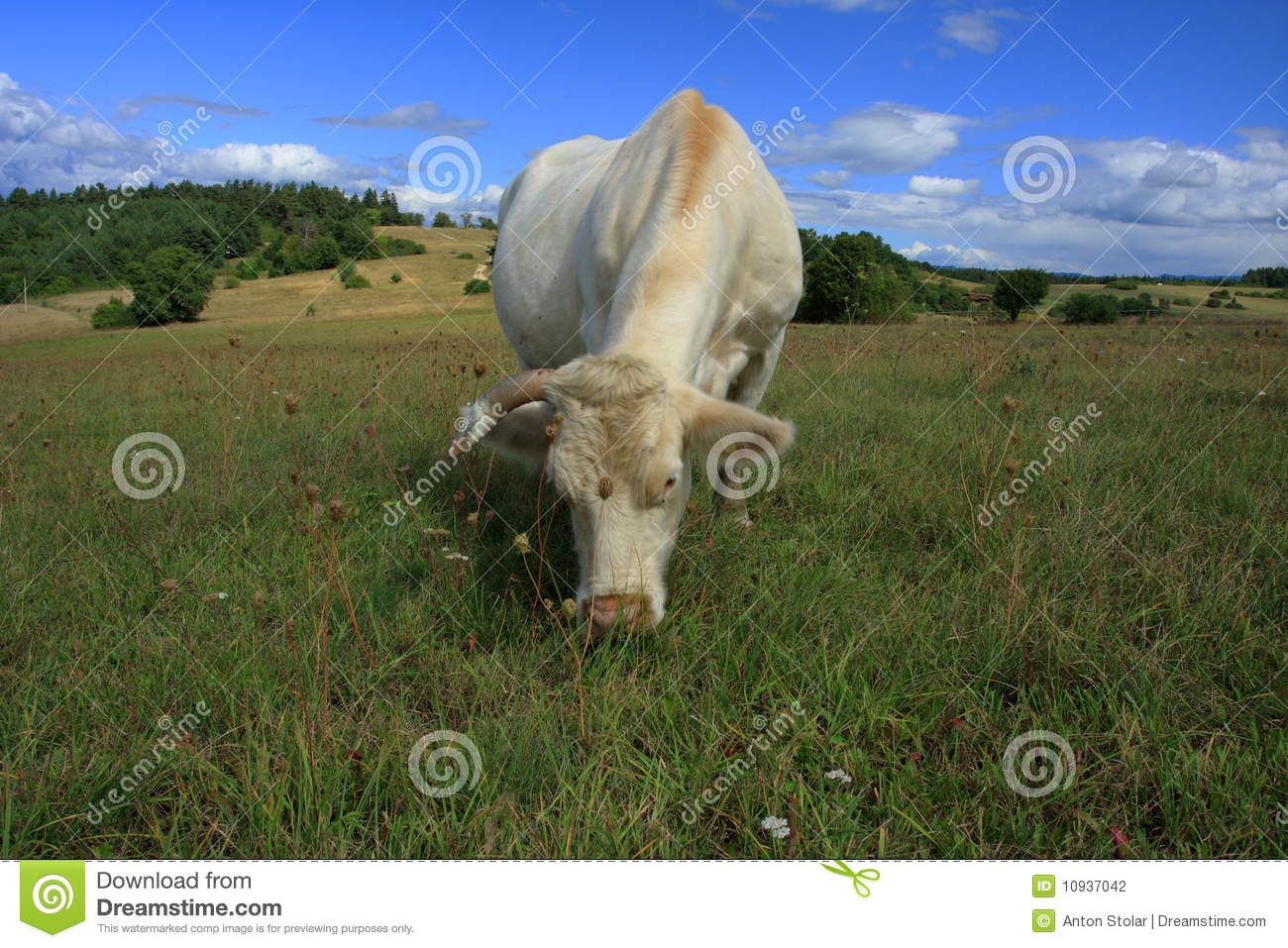 White Shorthorn Cow Stock Photography   Image  10937042